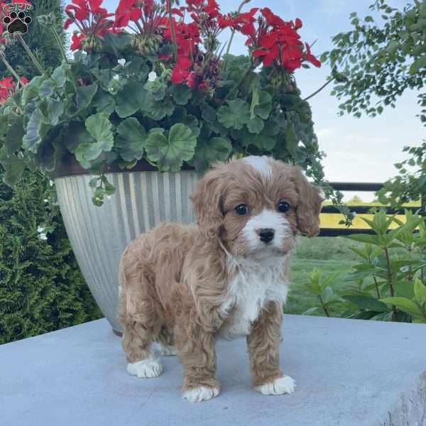 Charlie, Cavapoo Puppy